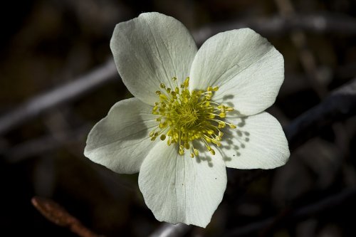 Anemone parviflora, Small-flowered Anemone