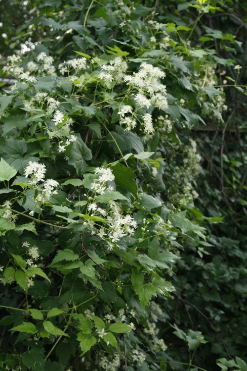 Clematis virginiana, Virginia Clematis