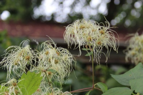 Clematis virginiana, Virginia Clematis