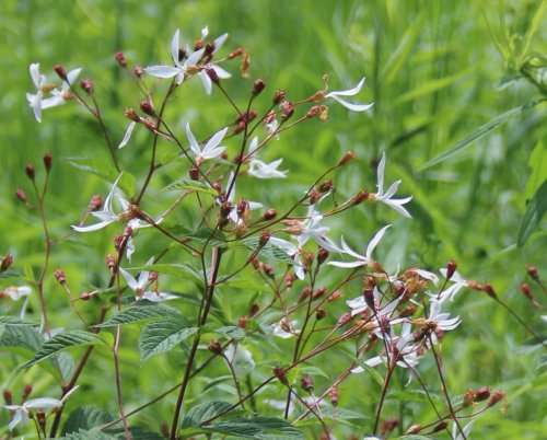 Gillenia trifoliata, Bowman&#039;s Root