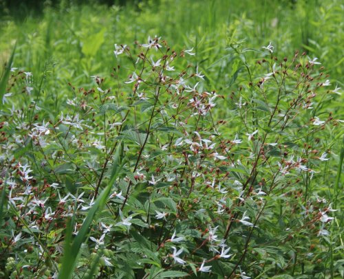 Gillenia trifoliata, Bowman&#039;s Root