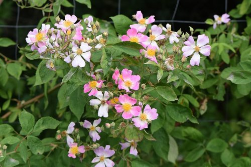Rosa setigera, Climbing Prairie Rose