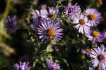 Symphyotrichum novae-angliae, New England Aster