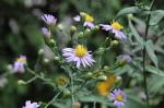Symphyotrichum laeve, Smooth Blue Aster 
