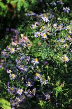 Symphyotrichum laeve, Smooth Blue Aster 