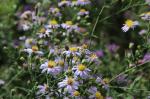 Symphyotrichum laeve, Smooth Blue Aster 