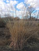 Sorghastrum nutans, Yellow Indiangrass 