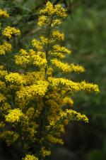 Solidago nemoralis, Grey Goldenrod
