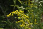 Solidago nemoralis, Grey Goldenrod
