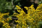 Solidago juncea, Early Goldenrod 