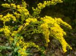 Solidago juncea, Early Goldenrod 
