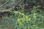 Solidago caesia, Blue Stem Goldenrod 