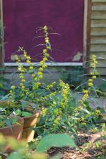 Solidago caesia, Blue Stem Goldenrod 