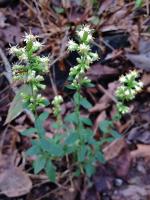 Solidago bicolor, White goldenrod
