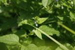 Scutellaria lateriflora, Blue Skullcap