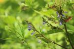 Scutellaria lateriflora, Blue Skullcap