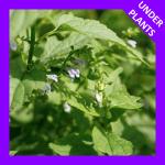 Scutellaria lateriflora, Blue Skullcap