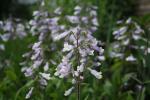 Penstemon hirsutus, Hairy Beardtongue 