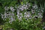 Penstemon hirsutus, Hairy Beardtongue 