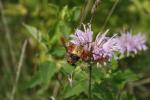 Monarda fistulosa, Wild Bergamot: Tall, Late