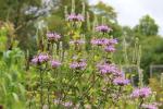 Monarda fistulosa, Wild Bergamot: Tall, Late
