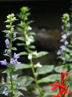 Lobelia siphilitica, Great Blue Lobelia
