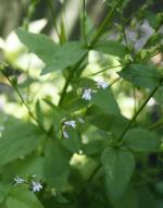 Lobelia inflata, Indian tobacco 