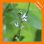 Lobelia inflata, Indian tobacco 