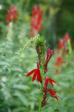 Lobelia cardinalis, Cardinal Flower