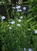 Linum lewisii, Wild Blue Flax 