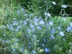 Linum lewisii, Wild Blue Flax 