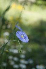 Linum lewisii, Wild Blue Flax 