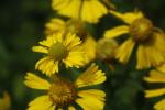 Helenium autumnale, Common Sneezeweed