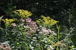 Eutrochium maculatum, Spotted Joe-Pye weed 