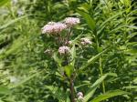 Eutrochium maculatum, Spotted Joe-Pye weed 