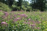 Eutrochium maculatum, Spotted Joe-Pye weed 