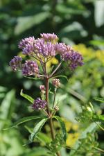 Eutrochium maculatum, Spotted Joe-Pye weed 