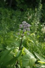 Eutrochium maculatum, Spotted Joe-Pye weed 