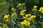 Euthamia graminifolia, Grass-leaved Goldenrod
