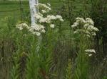 Doellingeria umbellata, Flat-top White Aster