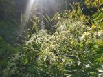Doellingeria umbellata, Flat-top White Aster