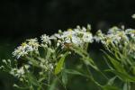 Doellingeria umbellata, Flat-top White Aster