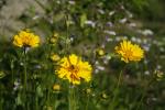 Coreopsis lanceolata, Lance-leaved Tickseed