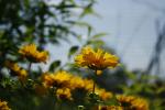 Coreopsis lanceolata, Lance-leaved Tickseed