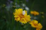 Coreopsis lanceolata, Lance-leaved Tickseed
