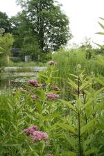 Asclepias incarnata, Pink Swamp Milkweed