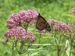 Asclepias incarnata, Pink Swamp Milkweed