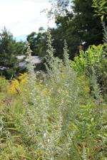 Artemisia ludoviciana, Silver Wormwood 
