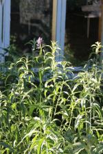 Artemisia ludoviciana, Silver Wormwood 