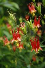Aquilegia canadensis, Wild Columbine